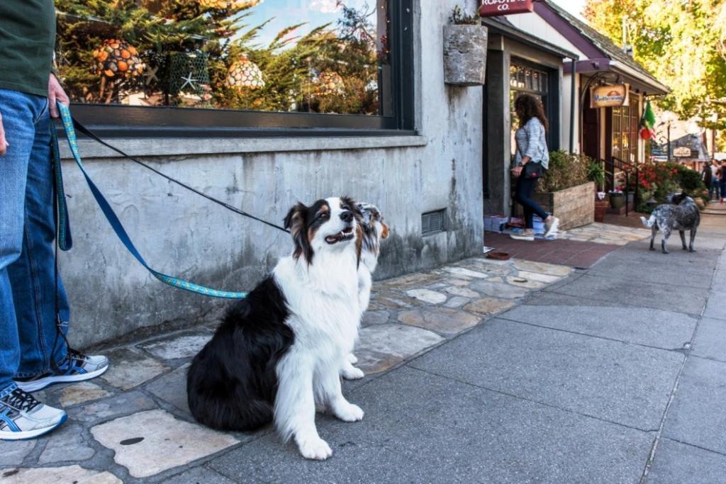 3770 Stone'S Throw Home Carmel-by-the-Sea Extérieur photo